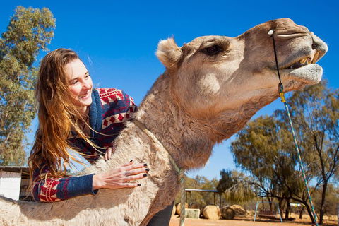 Alice Springs Camel Tour - Accommodation Great Ocean Road 2