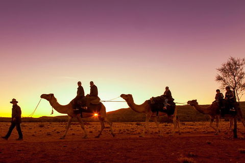Alice Springs Camel Tour - Accommodation Great Ocean Road 4
