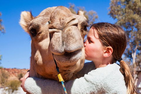 Alice Springs Camel Tour - Accommodation Great Ocean Road 5