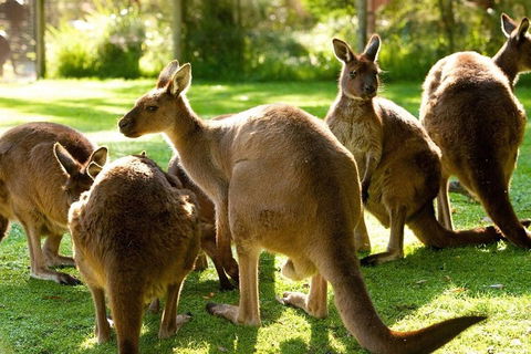 Melbourne City Card (3 Days): Visit Unlimited Attractions! - Accommodation Great Ocean Road 4