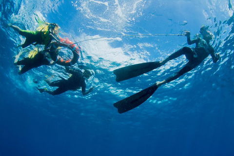 Passions Of Paradise Great Barrier Reef Snorkel And Dive Cruise From Cairns By Luxury Catamaran - Accommodation Great Ocean Road 2