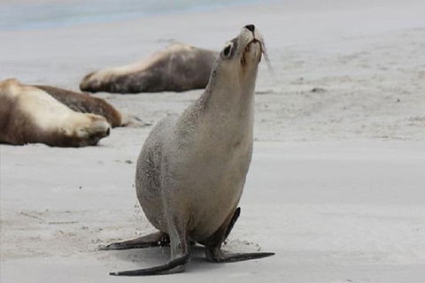 Kangaroo Island Personal Group Tours - Accommodation Great Ocean Road 4