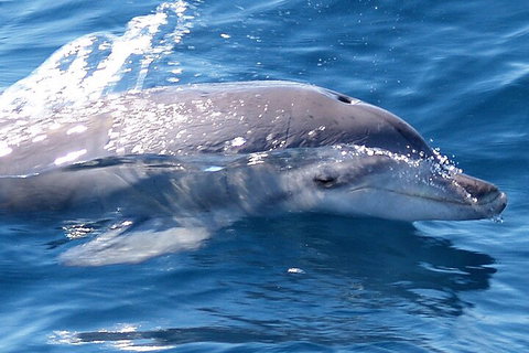 Jervis Bay Dolphin Watch Cruise - Accommodation Great Ocean Road 0