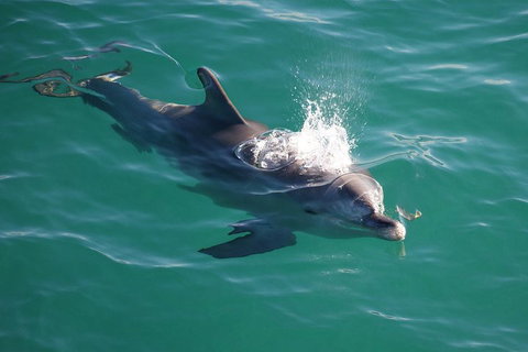 Jervis Bay Dolphin Watch Cruise - Accommodation Great Ocean Road 1