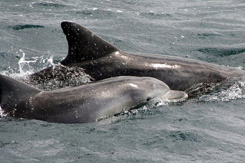 Jervis Bay Dolphin Watch Cruise - Accommodation Great Ocean Road 2