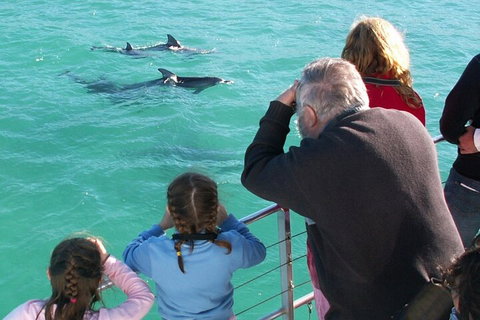 Jervis Bay Dolphin Watch Cruise - Accommodation Great Ocean Road 4