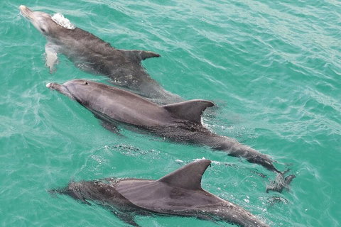 Jervis Bay Dolphin Watch Cruise - Accommodation Great Ocean Road 5