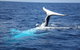 Whale Watching Jervis Bay - thumb 0