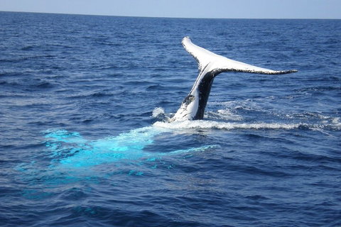 Whale Watching Jervis Bay - Accommodation Great Ocean Road 0