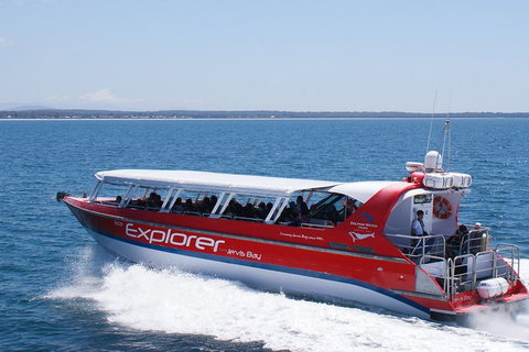 Whale Watching Jervis Bay - Accommodation Great Ocean Road 1