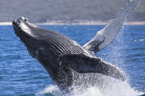 Whale Watching Jervis Bay - Accommodation Great Ocean Road 2