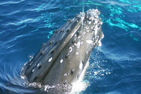 Whale Watching Jervis Bay - Accommodation Great Ocean Road 3