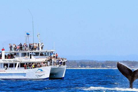 Whale Watching Jervis Bay - Accommodation Great Ocean Road 4