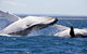 Whale Watching Jervis Bay - thumb 5