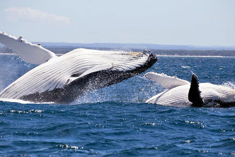 Whale Watching Jervis Bay - Accommodation Great Ocean Road 5