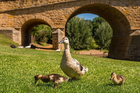 Richmond Historic Afternoon Tour From Hobart - Accommodation Great Ocean Road 1