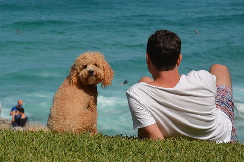 See Sydney With A Local: Private & Personalized - Accommodation Great Ocean Road 5