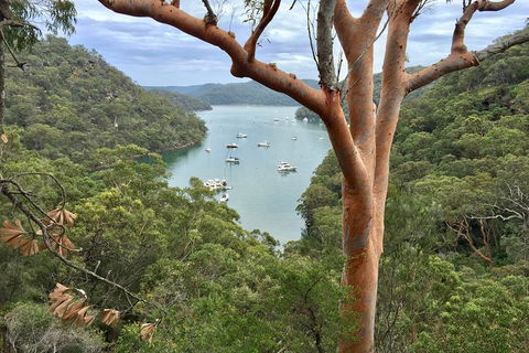 Shore Excursion: Sydney's Northern Beaches & Ku-ring-gai National Park Bus Tour - Accommodation Great Ocean Road 1