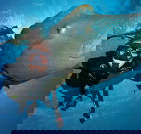 Great Barrier Reef Snorkeling and Diving Cruise from Cairns - Accommodation Great Ocean Road