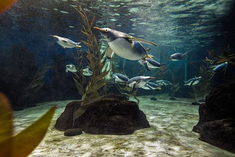 SEA LIFE Sydney Aquarium Entrance Ticket - Accommodation Great Ocean Road 0