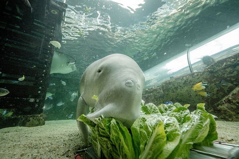 SEA LIFE Sydney Aquarium Entrance Ticket - Accommodation Great Ocean Road 2