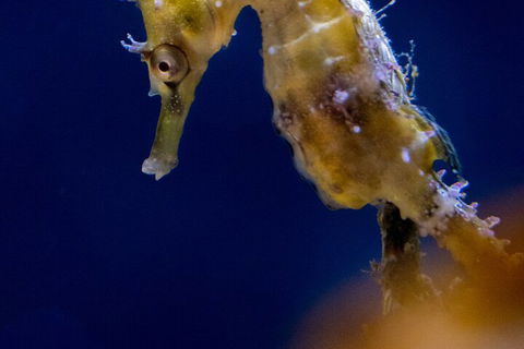 SEA LIFE Sydney Aquarium Entrance Ticket - Accommodation Great Ocean Road 4