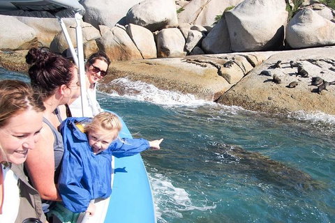 Seal Island Boat Tour From Victor Harbor - Accommodation Great Ocean Road 4