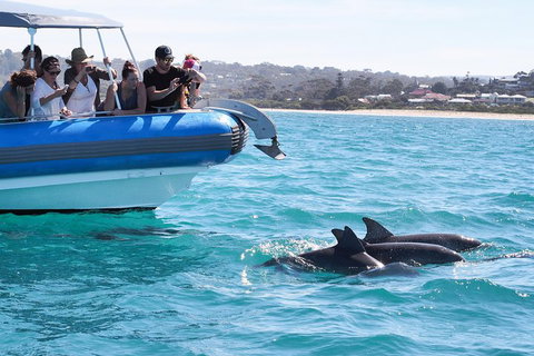 Seal Island Boat Tour From Victor Harbor - Accommodation Great Ocean Road 5