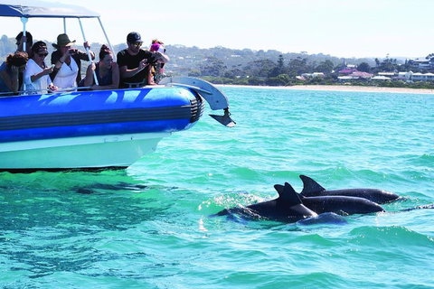 Southern Ocean Adventure From Victor Harbor - Accommodation Great Ocean Road 2
