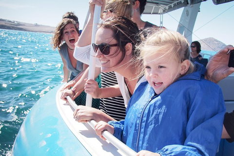 Southern Ocean Adventure From Victor Harbor - Accommodation Great Ocean Road 4