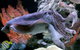 Glass Bottom Boat & Entry At AQWA - thumb 5