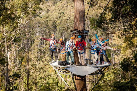 Hollybank Wilderness Adventure - Zipline Tours - Accommodation Great Ocean Road 1