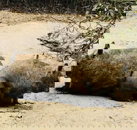 Phillip Island Penguin Parade Brighton Bathing Boxes and Wildlife Park Tour - Accommodation Great Ocean Road