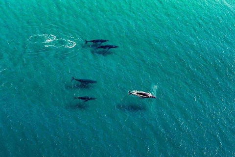 25-30 Minute Newcastle & Macquarie Helicopter Shared Flight - Accommodation Great Ocean Road 4