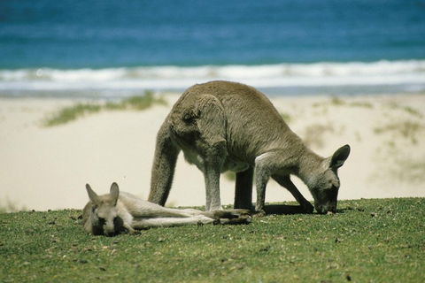Great Ocean Road Highlights Tour - 2 Days, 1 Night - Accommodation Great Ocean Road 2