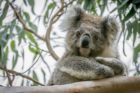Great Ocean Road & Grampians National Park Tour - 3 Days, 2 Nights - Accommodation Great Ocean Road 2